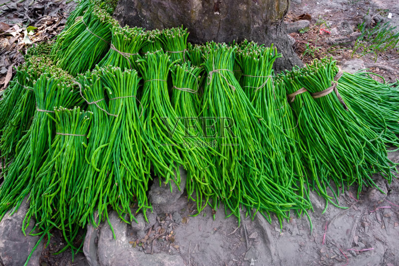蔬菜|雪菜的种植时间和方法，农民掌握以下要点，收获高产优质雪菜