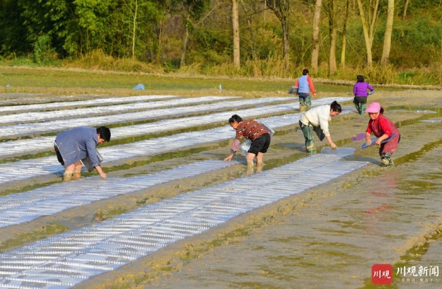 廣安市廣安區:春耕正當時 水稻育苗忙