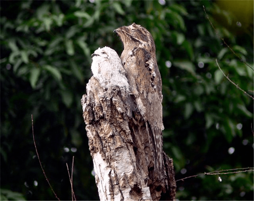 太阳|哥伦比亚妇女发现一只鬼鸟在晒太阳，还鬼魅般怪叫，吓坏了