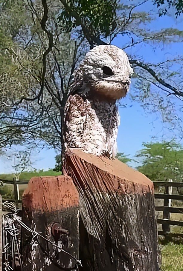 太阳|哥伦比亚妇女发现一只鬼鸟在晒太阳，还鬼魅般怪叫，吓坏了