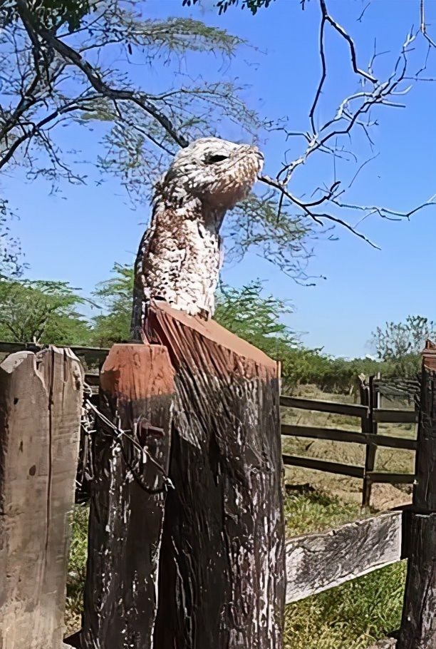 太阳|哥伦比亚妇女发现一只鬼鸟在晒太阳，还鬼魅般怪叫，吓坏了