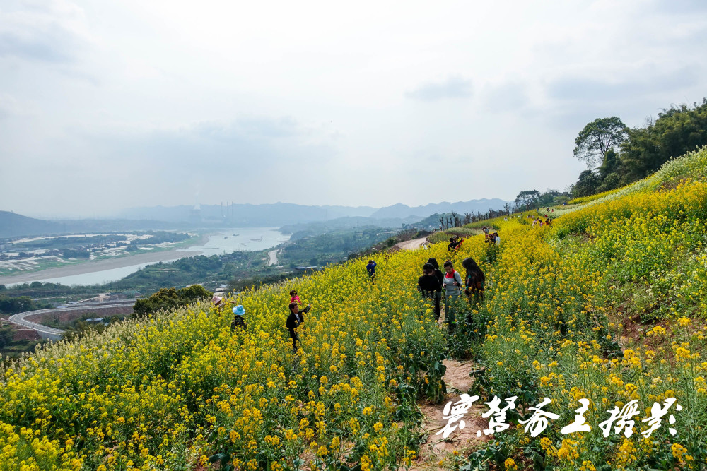 石盘村油菜花图片