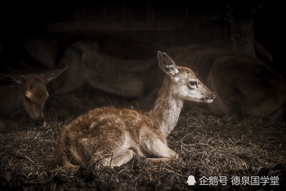 增广贤文 里的古代名言警句 莺花犹怕春光老 岂可教人枉度春 腾讯新闻