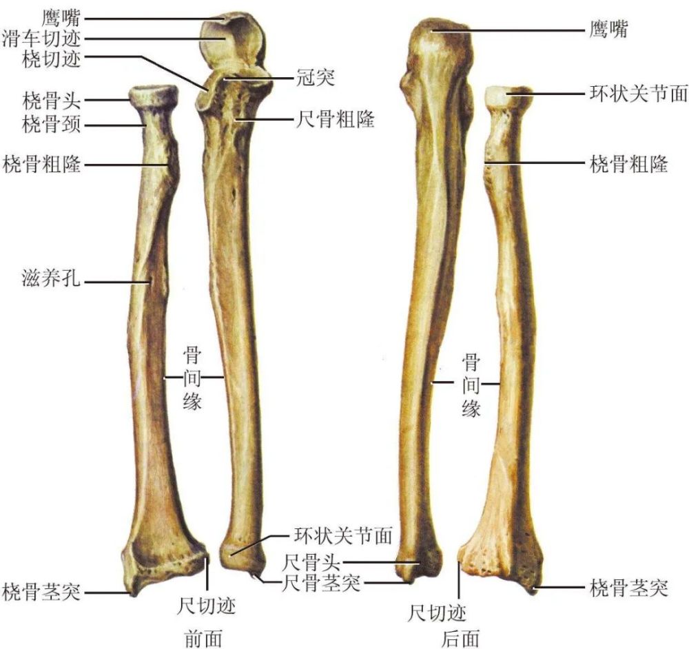 目前进化成型的样子,非常的像老鹰的嘴,因此在解剖学上被称之为鹰嘴骨