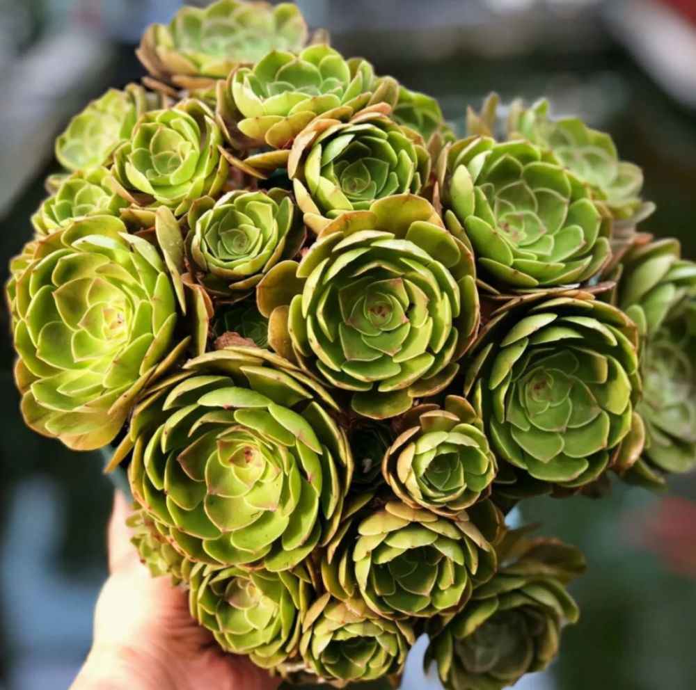 法师|阳台养法师，想要快速“爆崽”，正确方法有2个，快速变群生