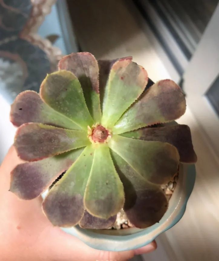 法师|阳台养法师，想要快速“爆崽”，正确方法有2个，快速变群生