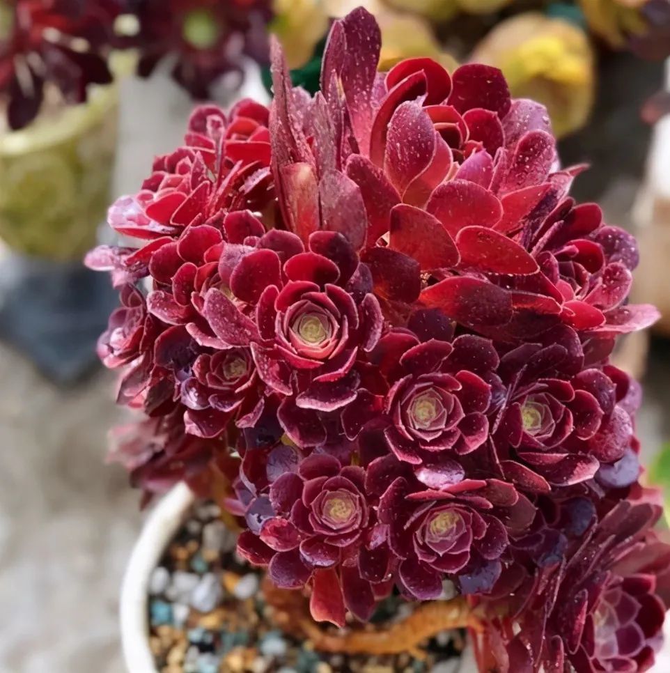 法师|阳台养法师，想要快速“爆崽”，正确方法有2个，快速变群生