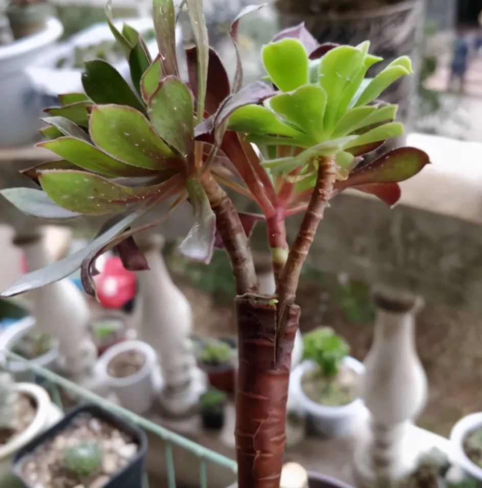 法师|阳台养法师，想要快速“爆崽”，正确方法有2个，快速变群生