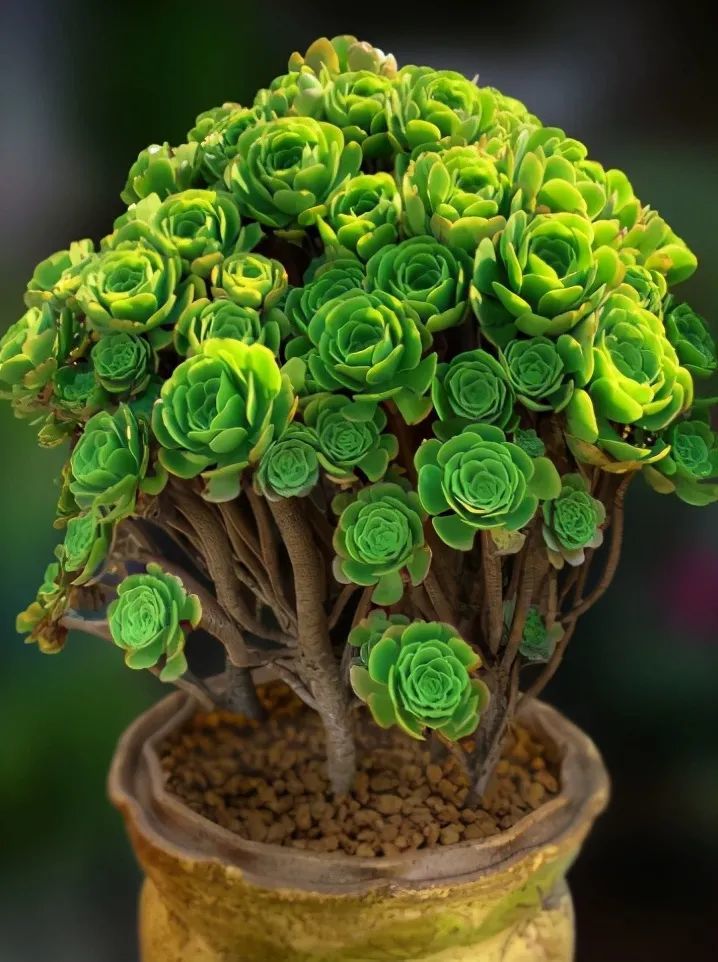 法师|阳台养法师，想要快速“爆崽”，正确方法有2个，快速变群生