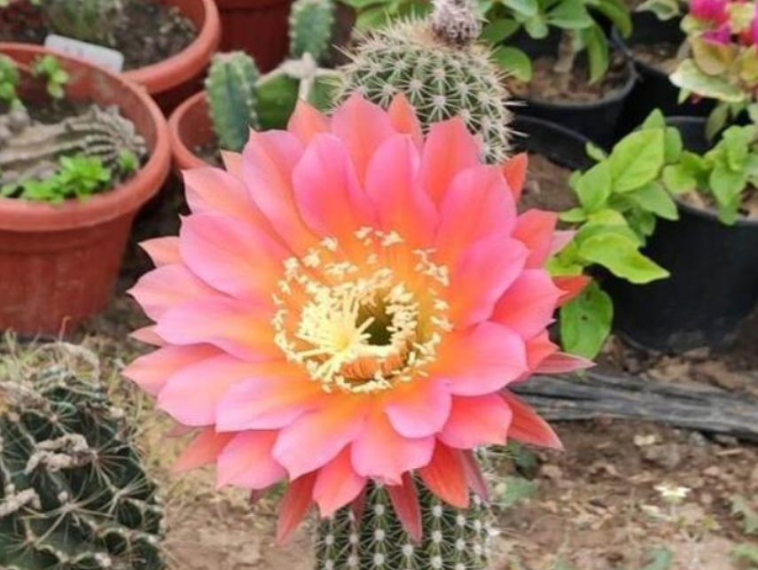 养仙人球不能少的品种,大花飞碟,单花直径二十公分,适合室内养_腾讯