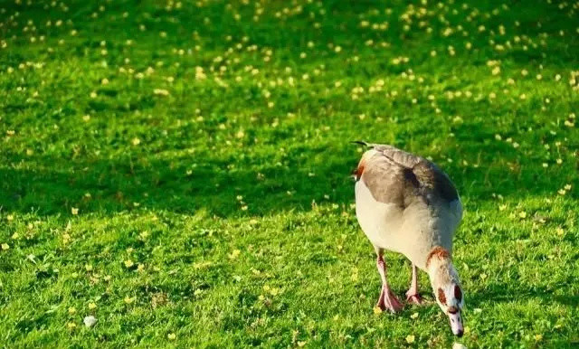 布施饥饿的动物食物功德极大 腾讯新闻