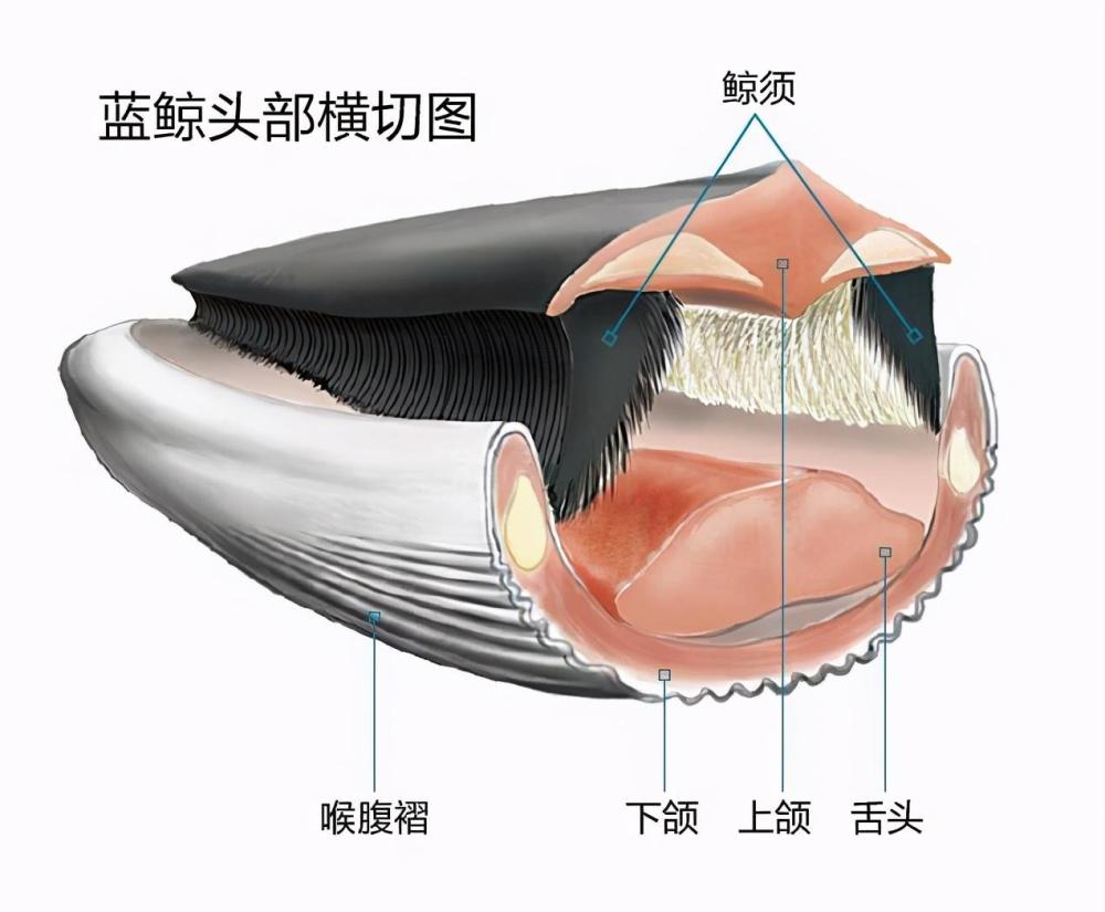 鲸鱼消化系统的示意图图片