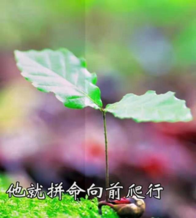 热爱生命 活着的信念 才是生命的本质 腾讯新闻