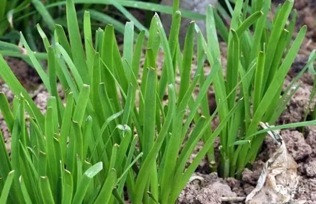 生长素|最好的生根、促花芽分化、膨大药剂，萘乙酸用法用量详解！