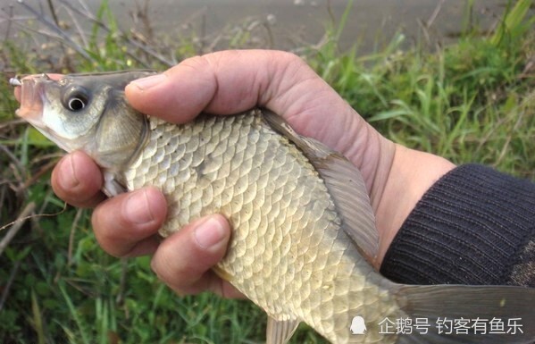 春季野釣鯽魚明白這些細節釣魚爆護不空竿