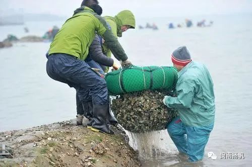 日捞数万斤!养殖户却言"损失惨重!