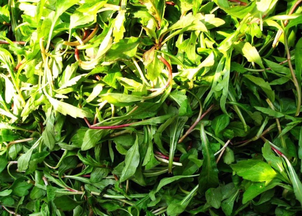 又双叒叕到了南京人出门挖野菜的季节了