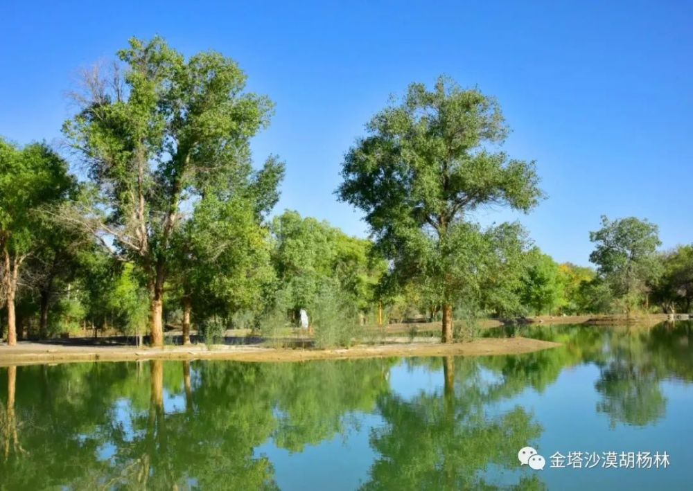 春天,一定要去一次金塔胡杨林!_腾讯新闻