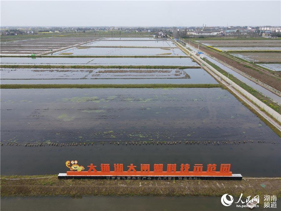 大闸蟹|放虾苗、投饲料 大通湖畔的“水上春耕”