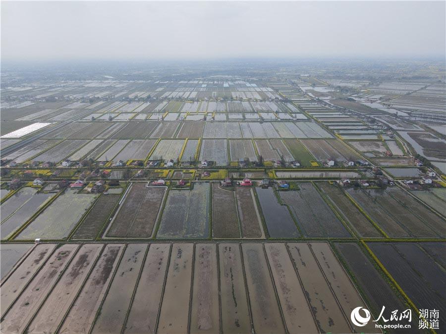 大闸蟹|放虾苗、投饲料 大通湖畔的“水上春耕”