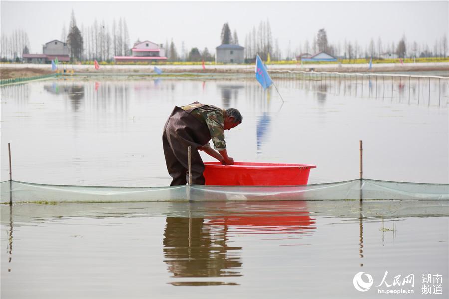 大闸蟹|放虾苗、投饲料 大通湖畔的“水上春耕”