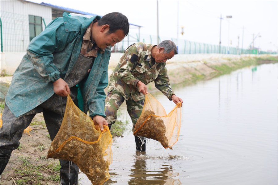 大闸蟹|放虾苗、投饲料 大通湖畔的“水上春耕”