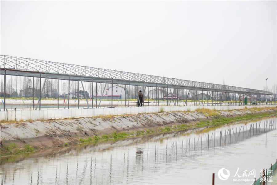 大闸蟹|放虾苗、投饲料 大通湖畔的“水上春耕”