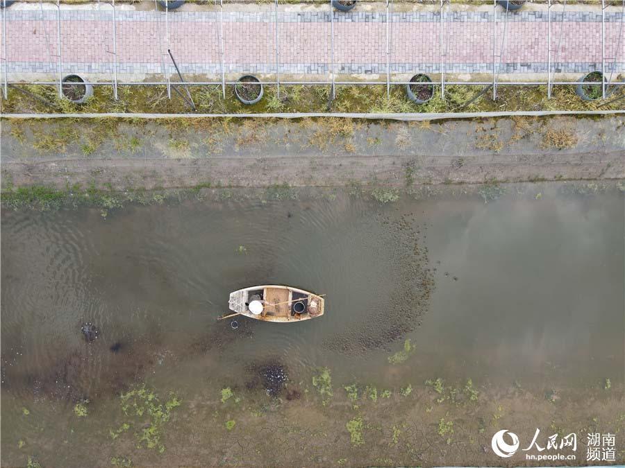 大闸蟹|放虾苗、投饲料 大通湖畔的“水上春耕”