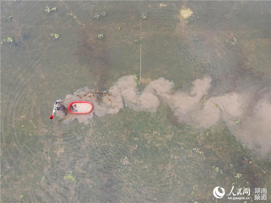 大闸蟹|放虾苗、投饲料 大通湖畔的“水上春耕”