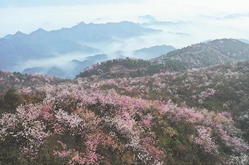 崇陽地處幕阜山南麓,獨特的地形地貌和適宜的土壤氣候,適合野櫻花生長