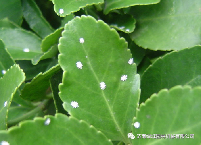 蚧壳虫的识别和防治技术-春季常见蚧壳虫综合防治技