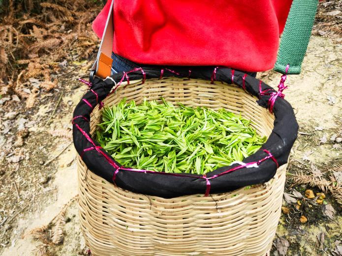 又到新茶飘香时,贵阳茶农喜迎春茶开采