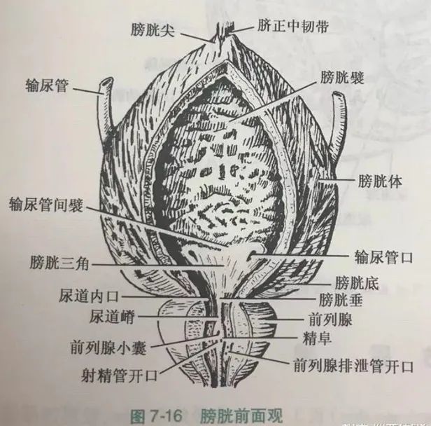 膀胱侧面解剖图图片