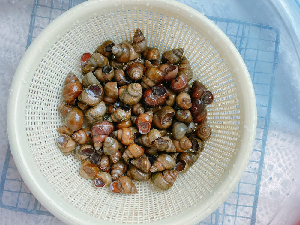 螺蛳上市了,2种不同的吃法,做好"3要1加",肉质鲜嫩无腥味_腾讯新闻