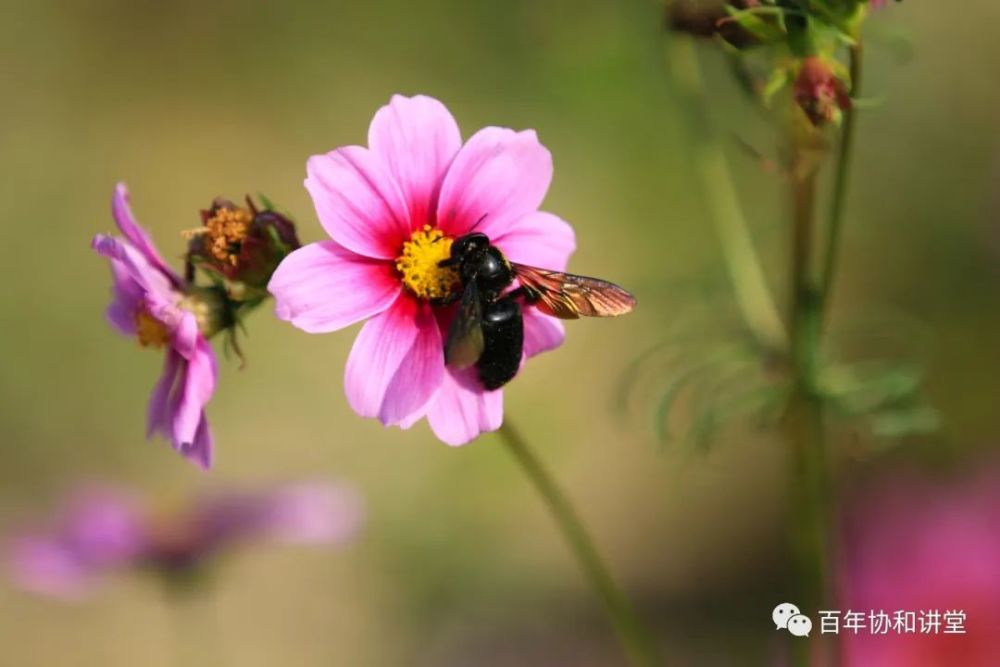过敏性鼻炎|科学防治鼻塞、鼻痒、涕流不止的过敏性鼻炎