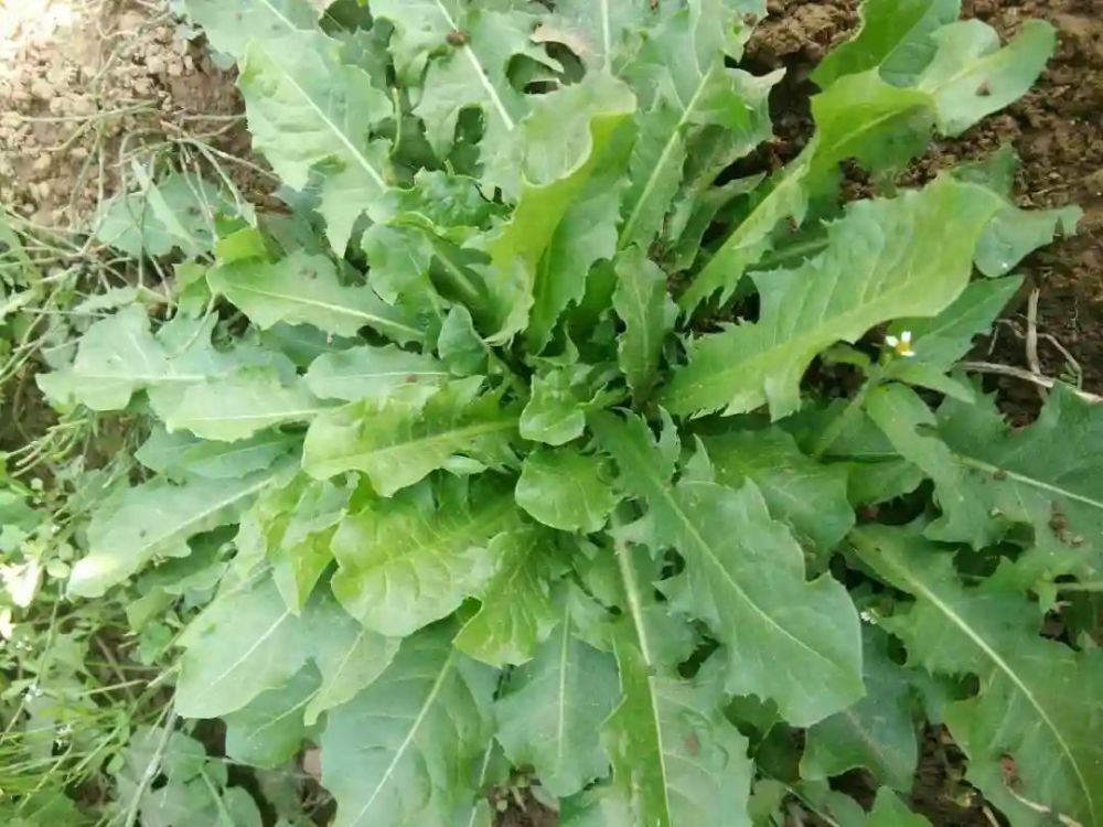 最强天然青霉素蒲公英养身强身正当时