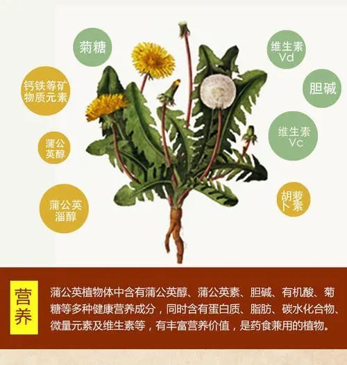 具葶离子芥图片