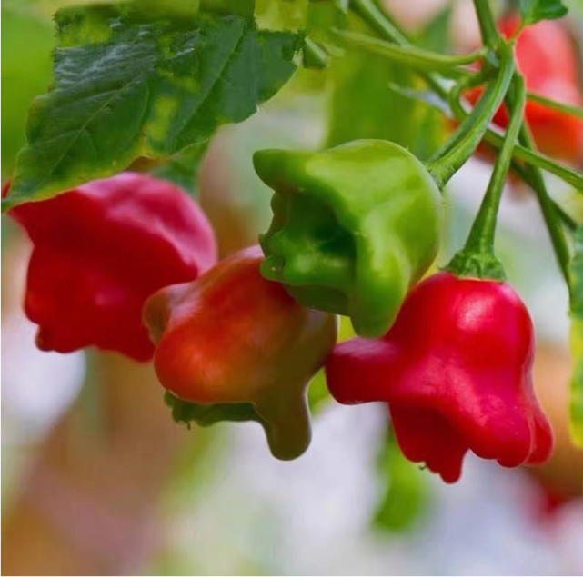 辣椒树好看这件事,古人就知道