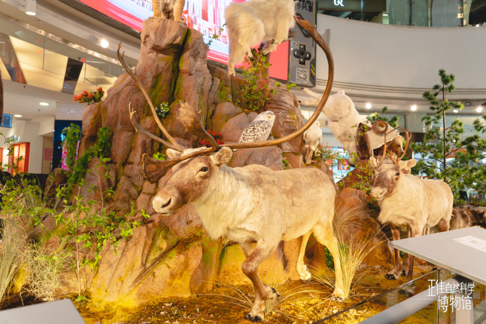 动物标本展 不用签证 广州也有北美落基山风情 腾讯新闻