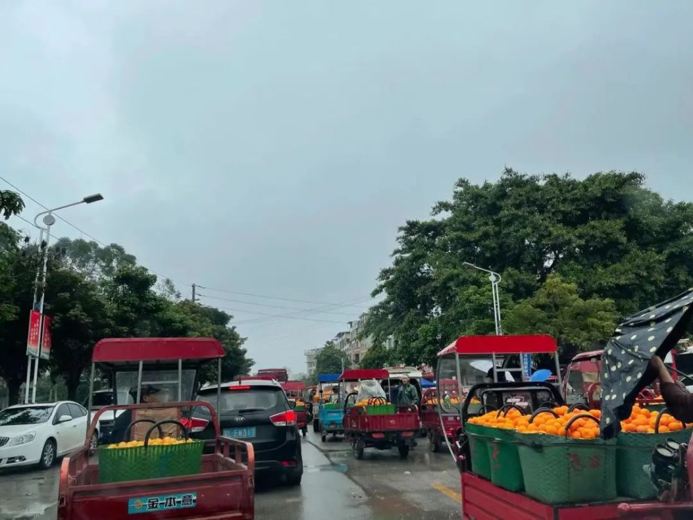 沃柑|放两个月都不会烂的沃柑，果农从来不吃！