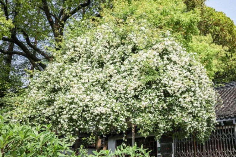 南京春日赏花攻略 7种花 个赏花地 别再都往鸡鸣寺挤了 腾讯新闻