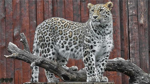 打开腾讯新闻,查看更多图片 >现存豹属有虎,狮,美洲豹,雪豹和花豹五个