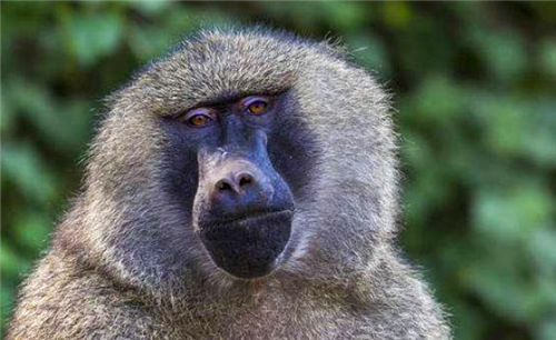 1984年那位移植狒狒心脏的美国女孩手术成功后她活了多久