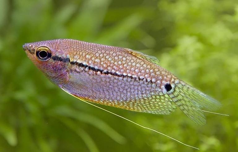 鱼饲料|鱼饲料的重点检测项目有哪些？