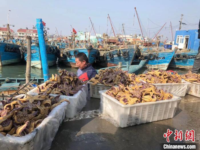 海星|青岛胶州湾海星成灾影响养殖 专家：与富营养化无关