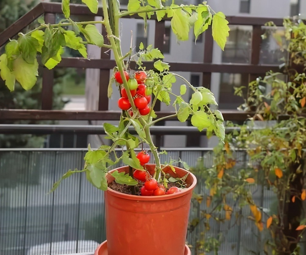 盆栽西红柿的种植方法和管理技术(盆栽西红柿的种植方法和管理技术视频)