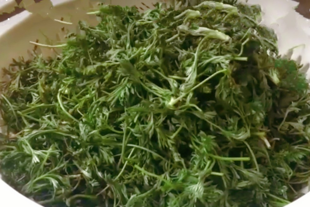 阳春三月,此菜正当季,人称为"百草之王,春天常吃好处多多,大家好
