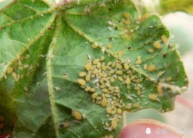 蚜虫和红蜘蛛传染强以防为主保持通风