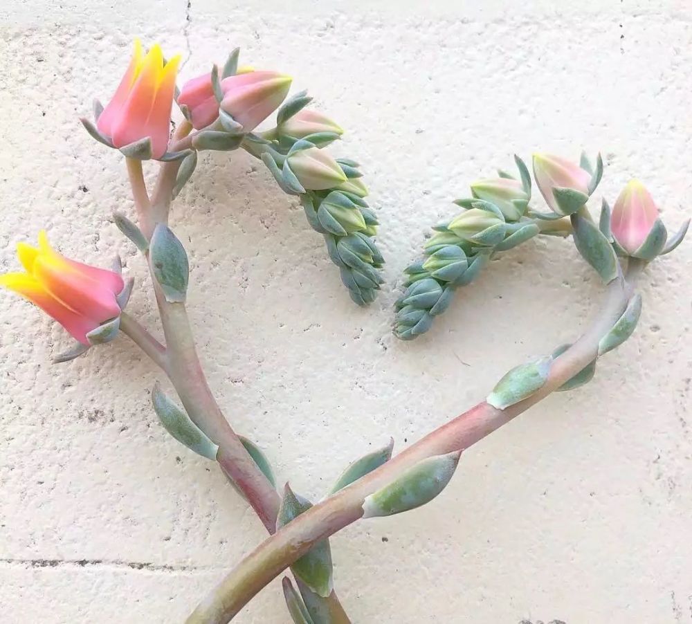 多肉开花 惊艳了整个春天 腾讯新闻