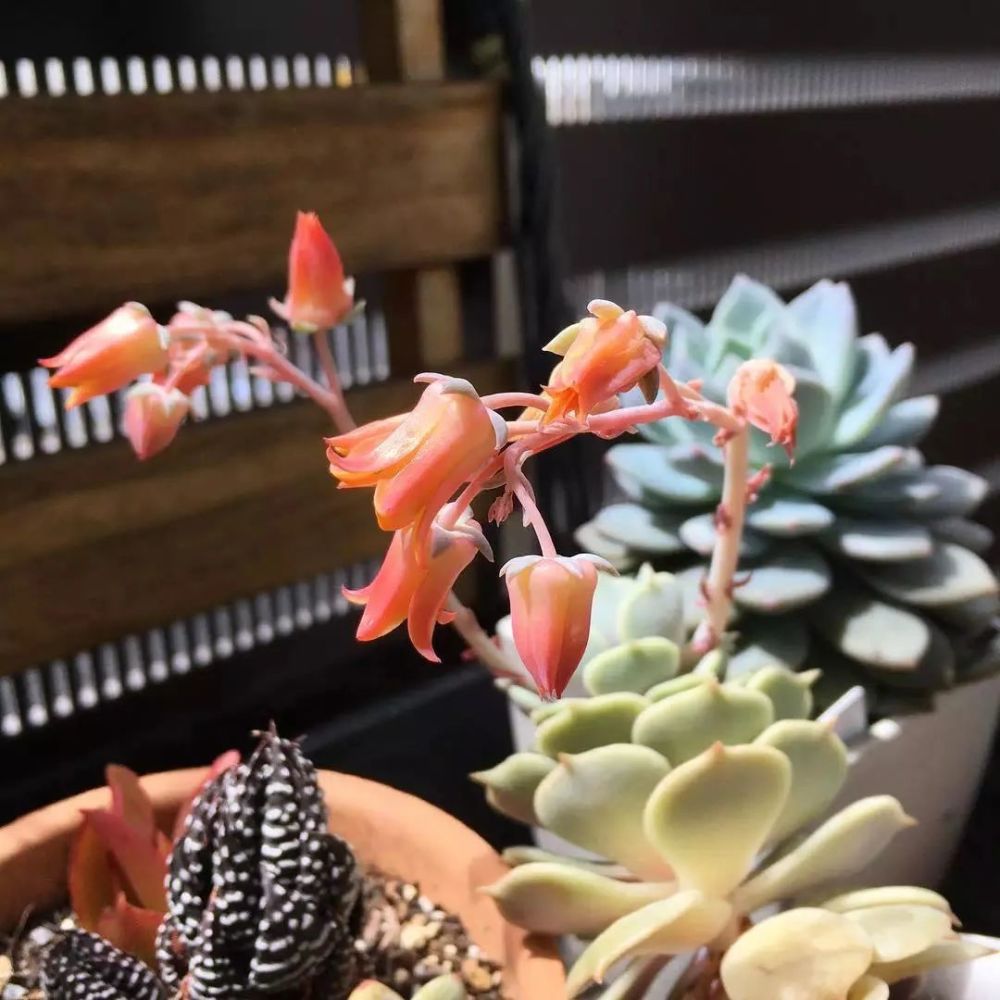 多肉开花惊艳了整个春天